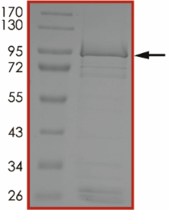 EGFR (T790M C797G L858R), Active